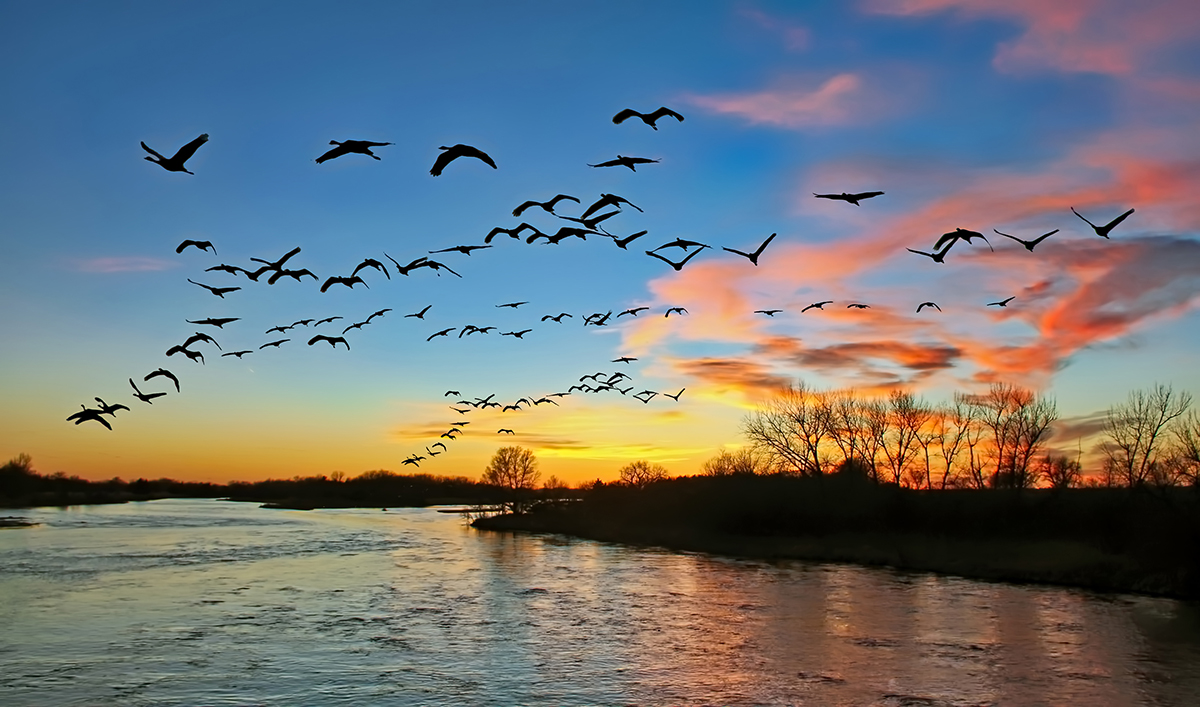 Image for Ducks Unlimited, Partners will Rejuvenate over 6,000 Acres of Critical Nesting Habitat in Nebraska