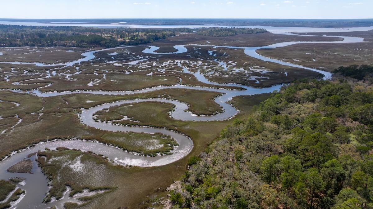 Image for Clarendon Farms donation by Cox Enterprises marks one of the most significant conservation easements in U.S. history