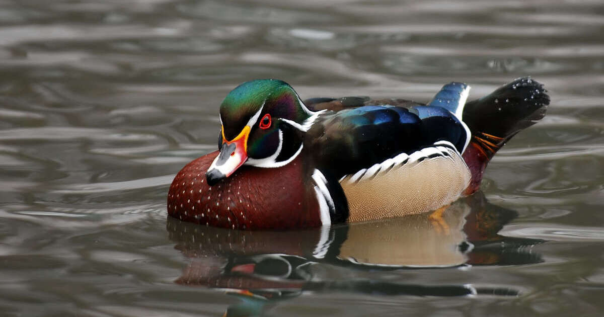 Image for Lawmakers Vote to Make Wood Duck Official Waterfowl Species of Michigan