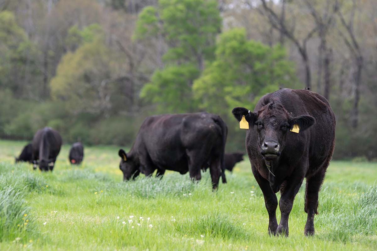 Image for Minnesota’s State Lottery Funds Grasslands Restoration 