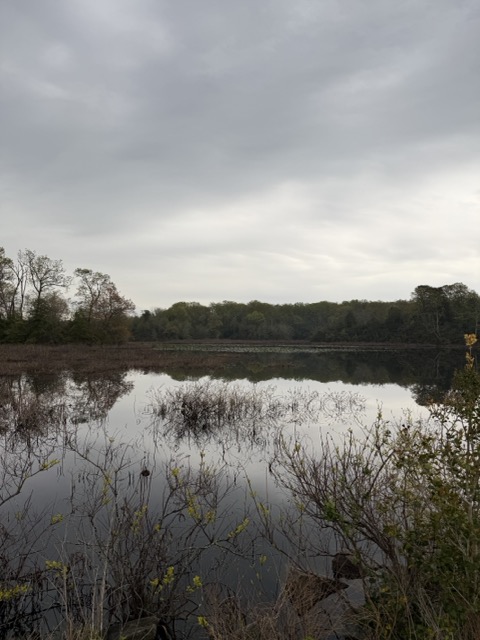 Image for Ducks Unlimited Receives Grant to Restore Tidal Wetlands at Elizabeth Hartwell Mason Neck National Wildlife Refuge