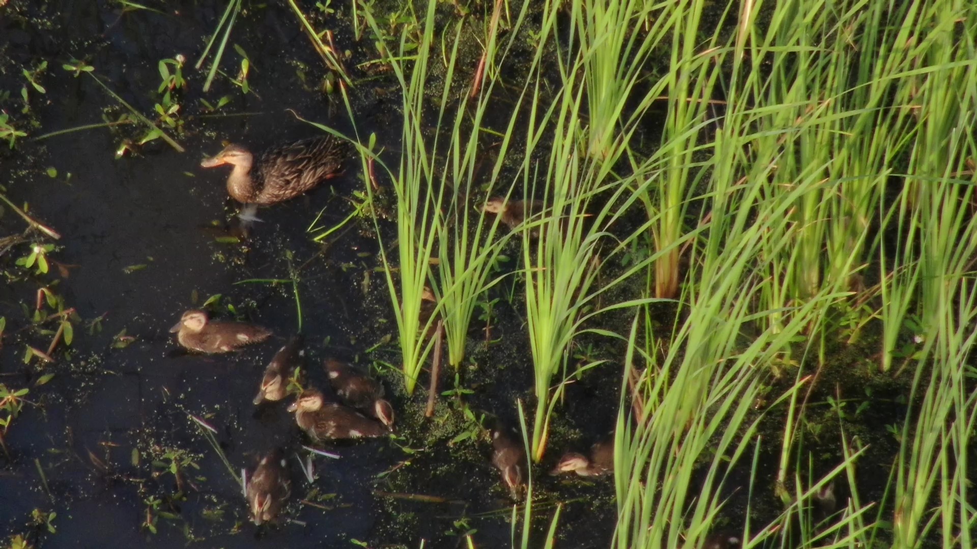 Image for Migratory Bird Conservation Commission Approves $2.8 Million NAWCA Grant for Critical Wetland Conservation in Coastal South Carolina