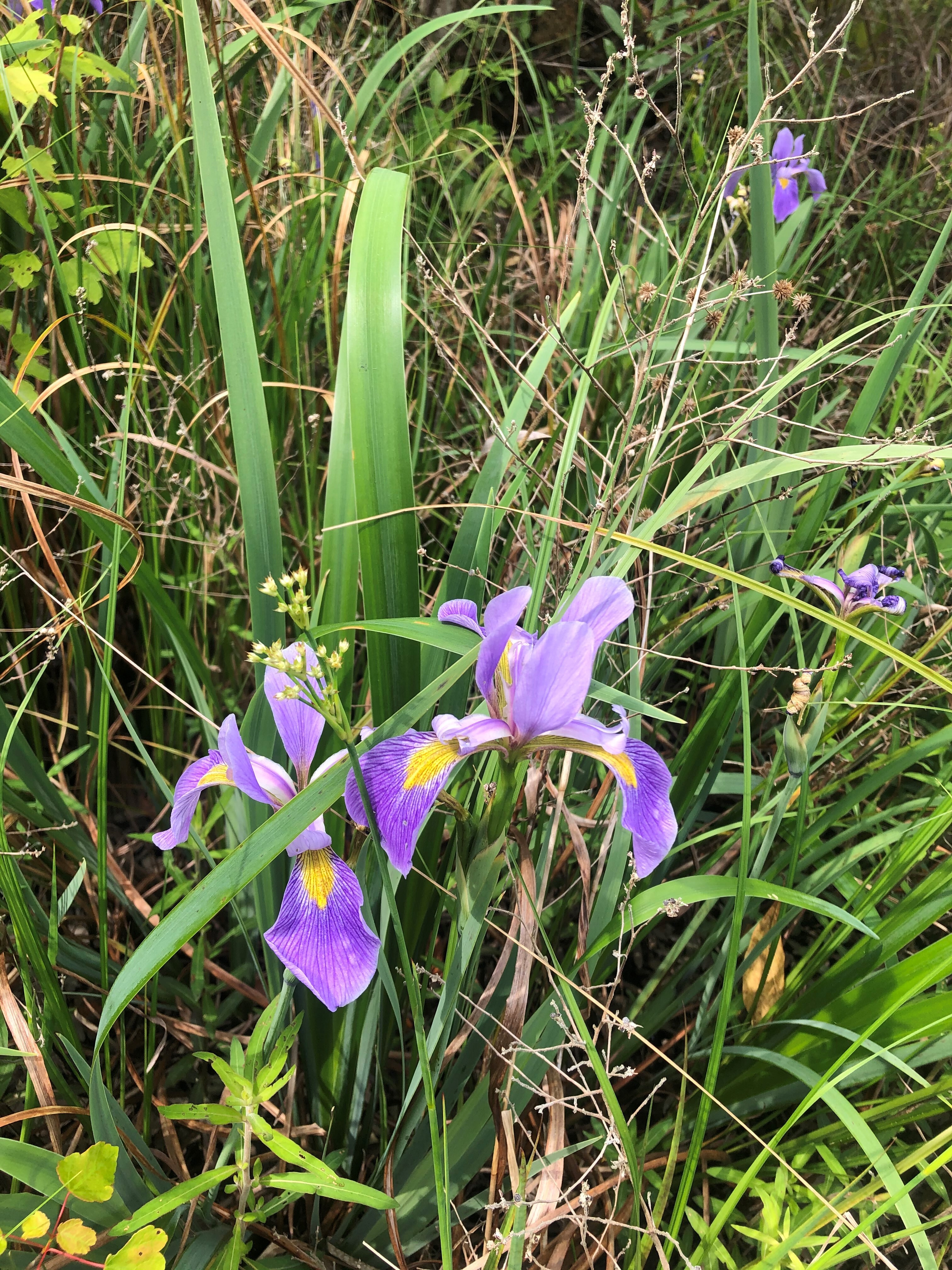 Image for Caton Creek Stream and Wetland Mitigation Bank