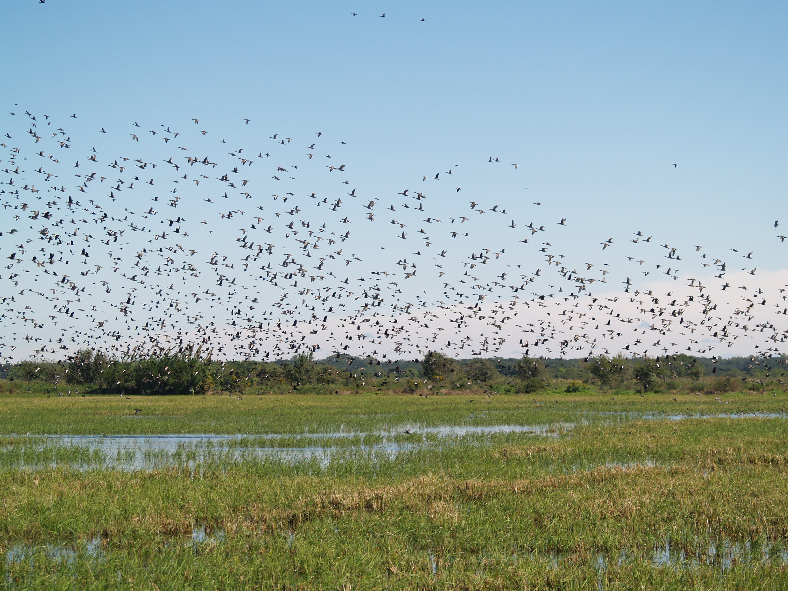 Wetlands Conservation and Access Improvement Act Passed by the Senate