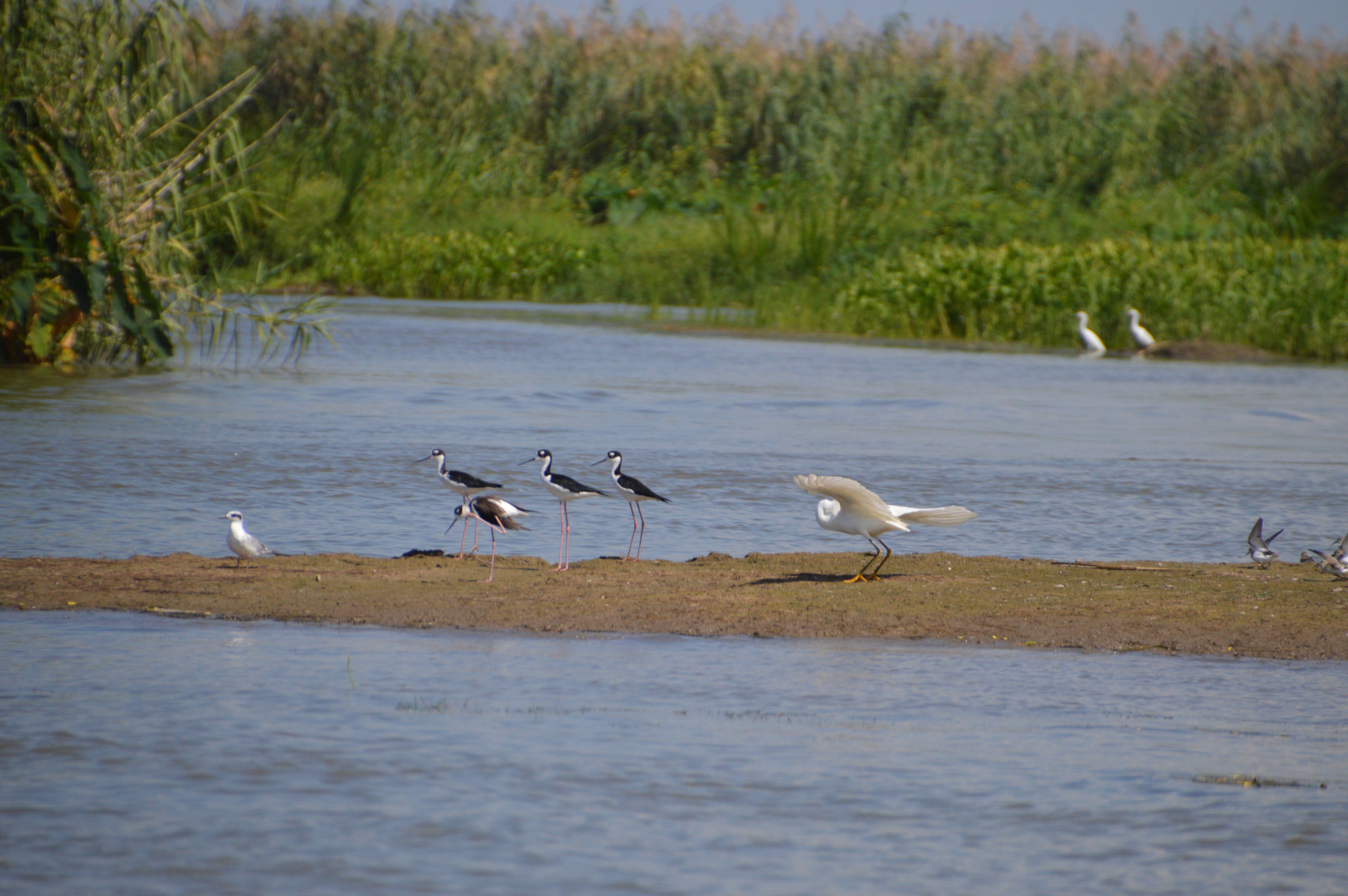 stilts and others by JH.JPG