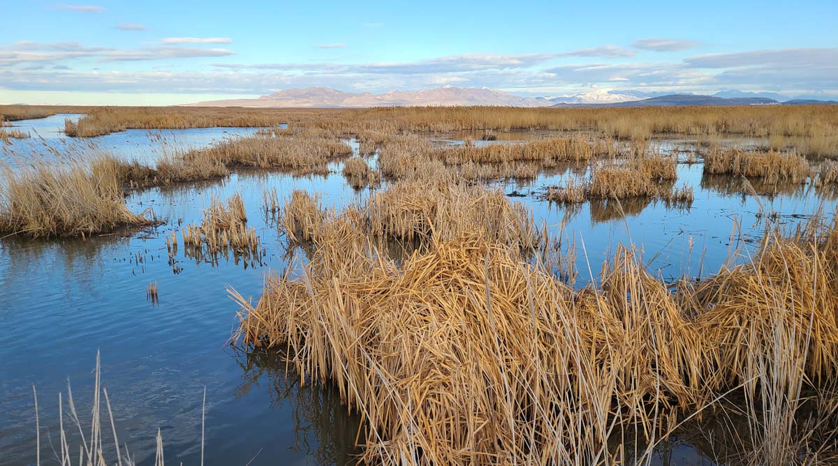 Ducks Unlimited Exceeds Fundraising Goal for Great Salt Lake Initiative, Advancing Critical Conservation Efforts