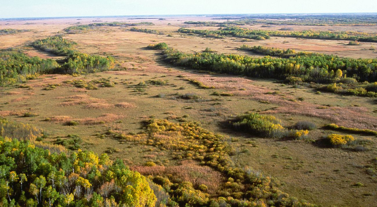 Image for Cattle Herds, Prescribed Burns are Saving Minnesota’s Parklands 