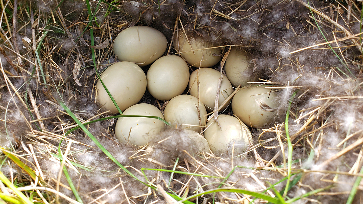 Spring Survey Reveals Declining Waterfowl Numbers in North Dakota
