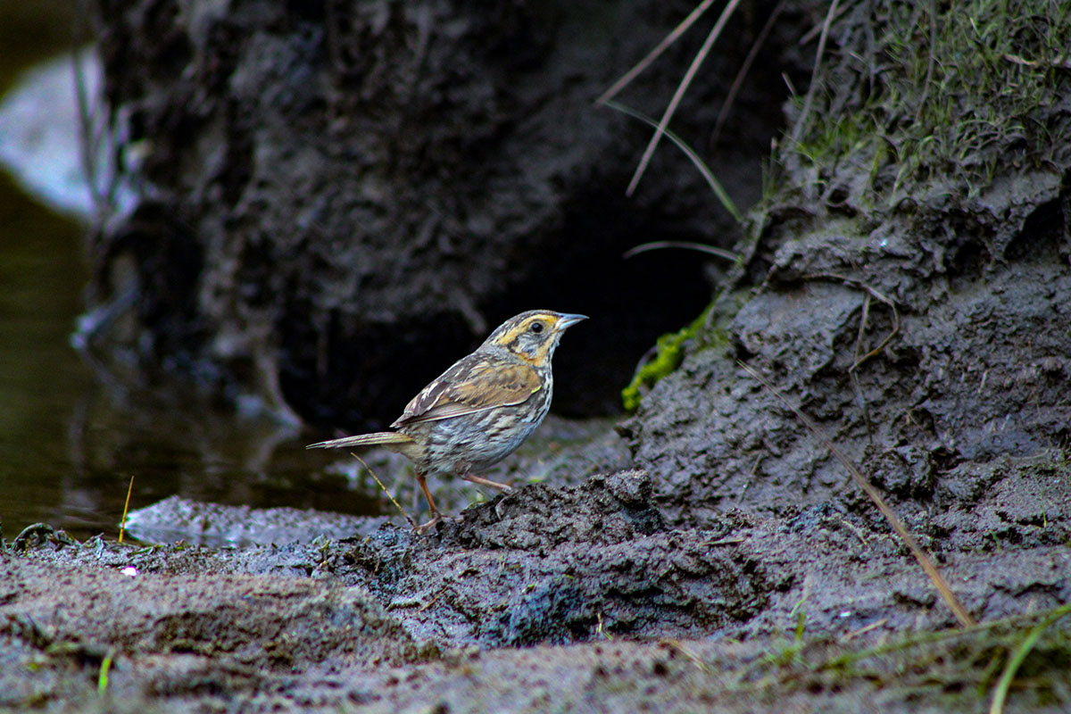 SALS_2022 (1) (1).jpg