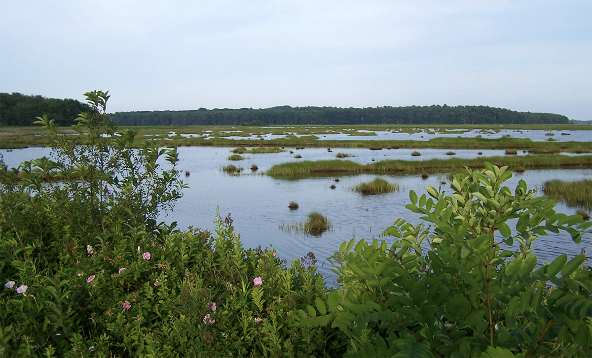 Image for $1.4 million planning project is underway to rehabilitate Scarborough Marsh