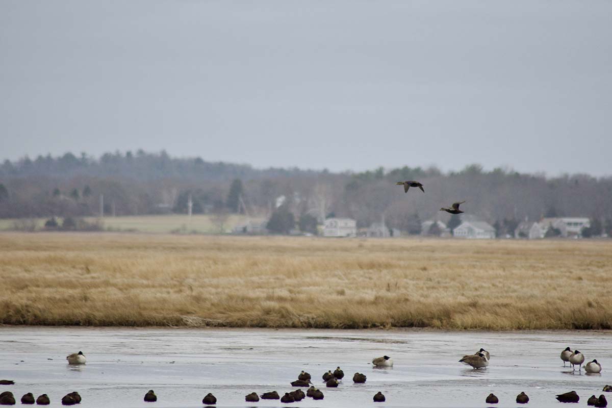 Image for Richard King Mellon Foundation Awards $1 Million to Protect Prairie Potholes 