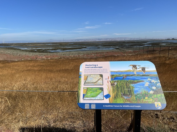 Image for Ducks Unlimited Establishes San Francisco Bay In-Lieu Fee Program 