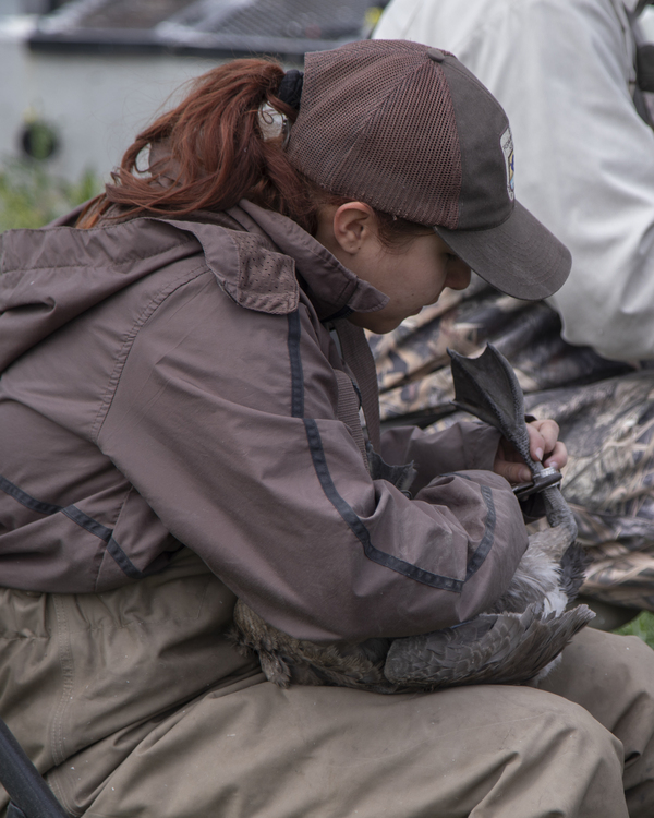 Image for Engineering a Comeback: How Ducks Unlimited Science and Collaboration Offer Hope for Klamath Basin 