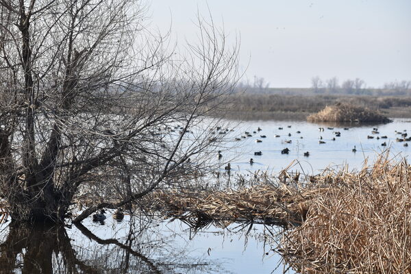 Image for Grant Awarded to Ducks Unlimited to Restore Critical Upland Habitat for Waterfowl in California’s Yolo Bypass