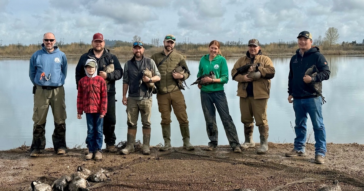 From Oregon Fields to Arctic Skies: GPS and Genetic Science Used to Study Geese in Pacific Flyway 