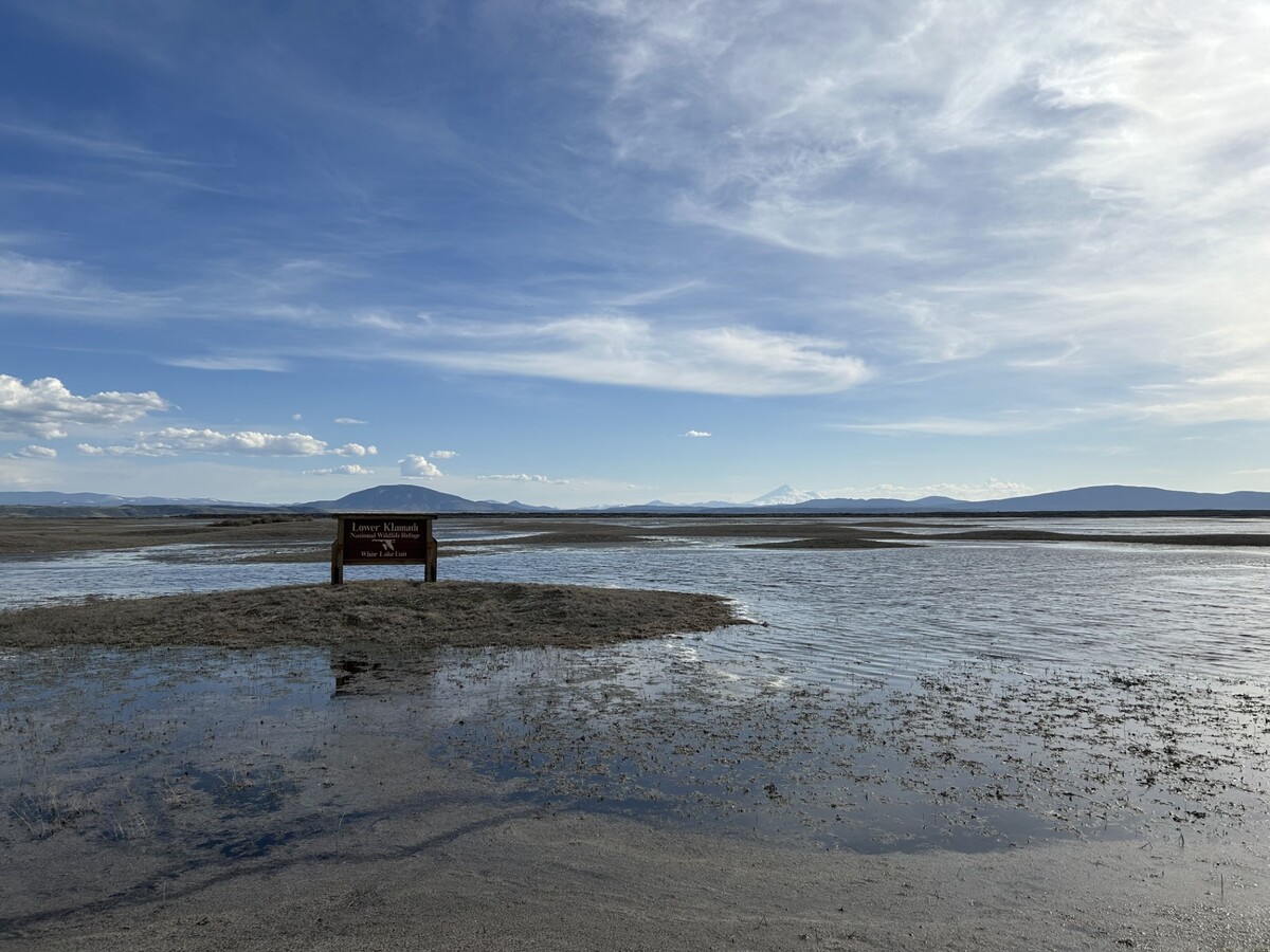 Image for Back from Dry: Klamath Wetlands Rebound After Years of Drought