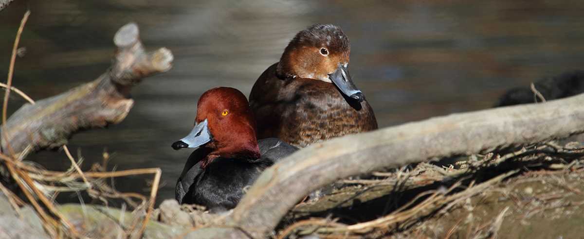 Gene Christ redheads