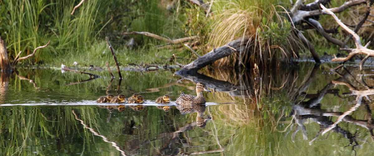 Furtman Boreal green wing teal