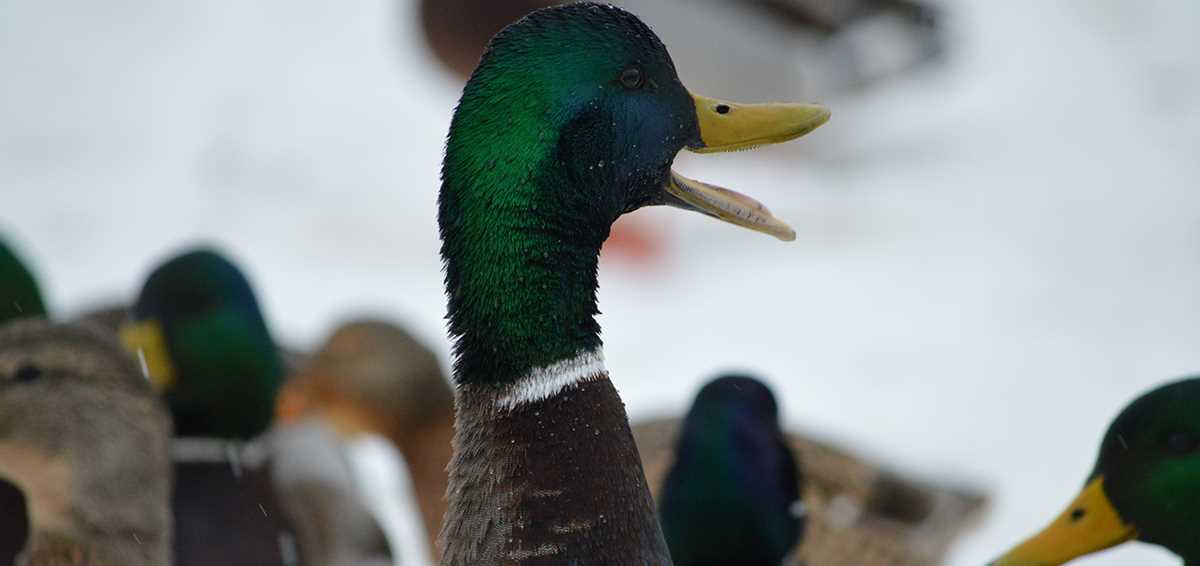 Justin Skrzynski quack mallard