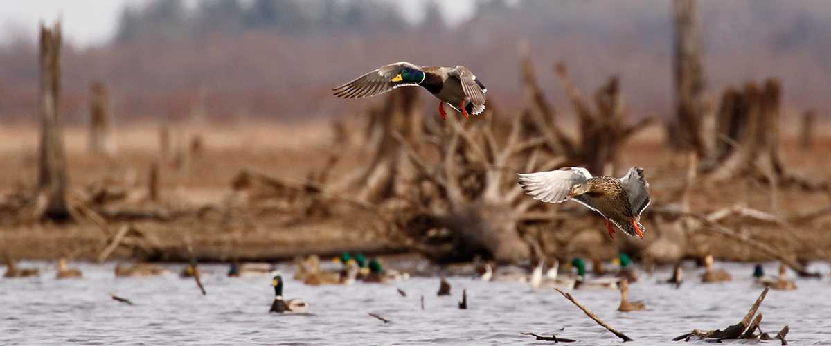 Mallards taking flight NAWCA