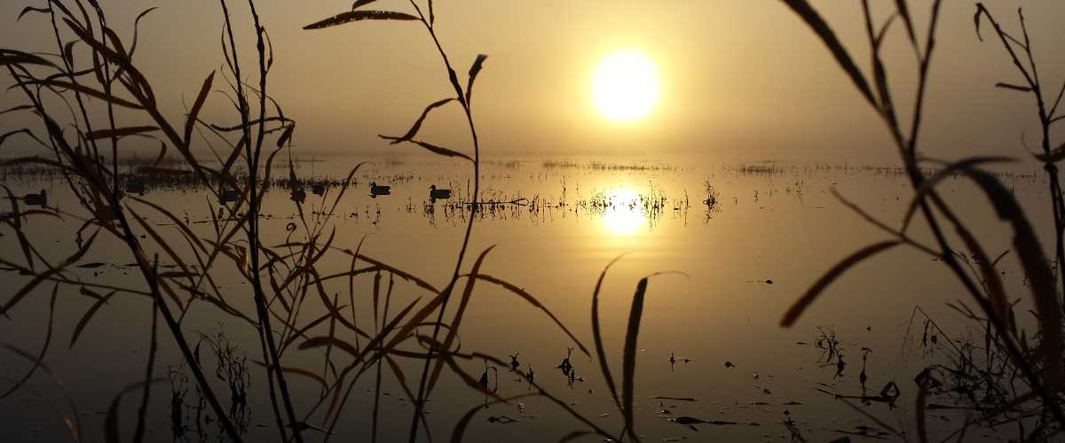 Paul Weldon water sun ducks weeds