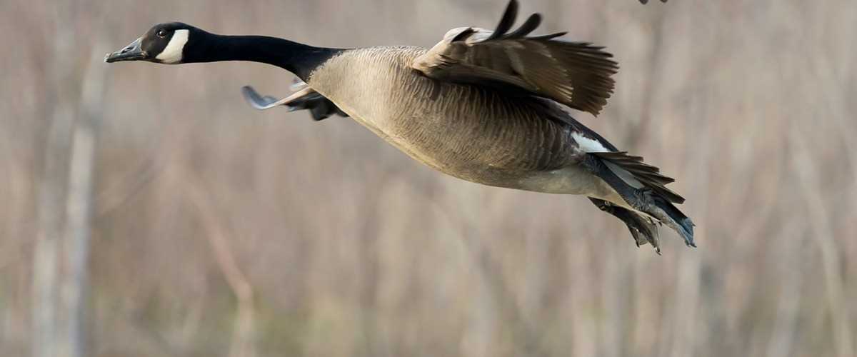 Rob Sabatini Canada goose