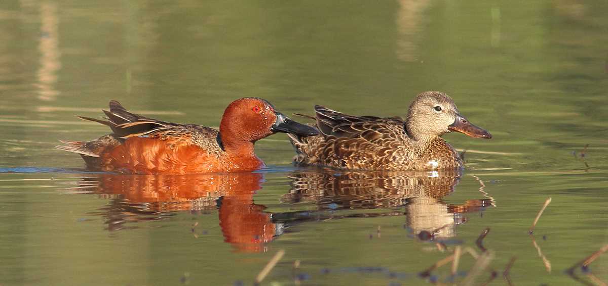 Terry Roth teal ducks