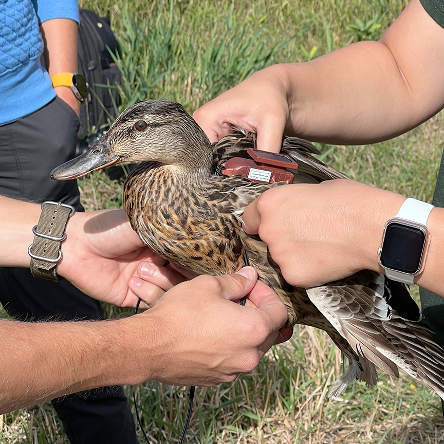 Waterfowl Research