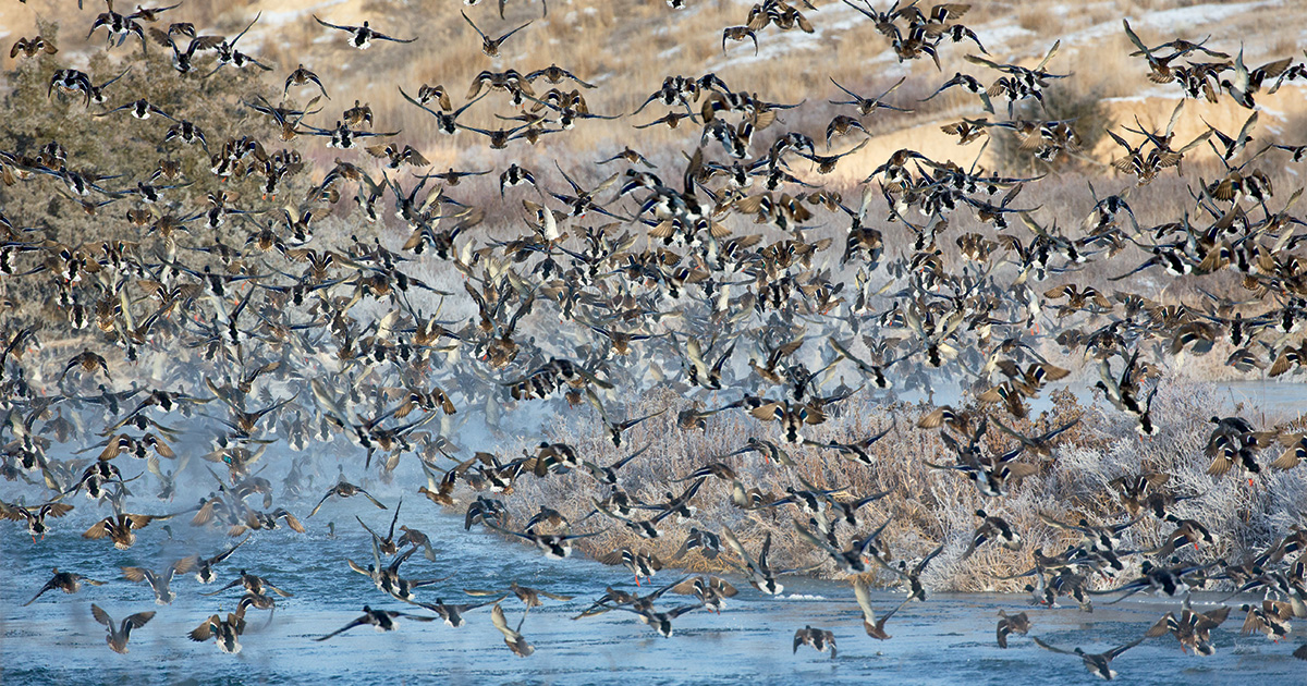 Flock of ducks. Photo by DonaldMJones.com