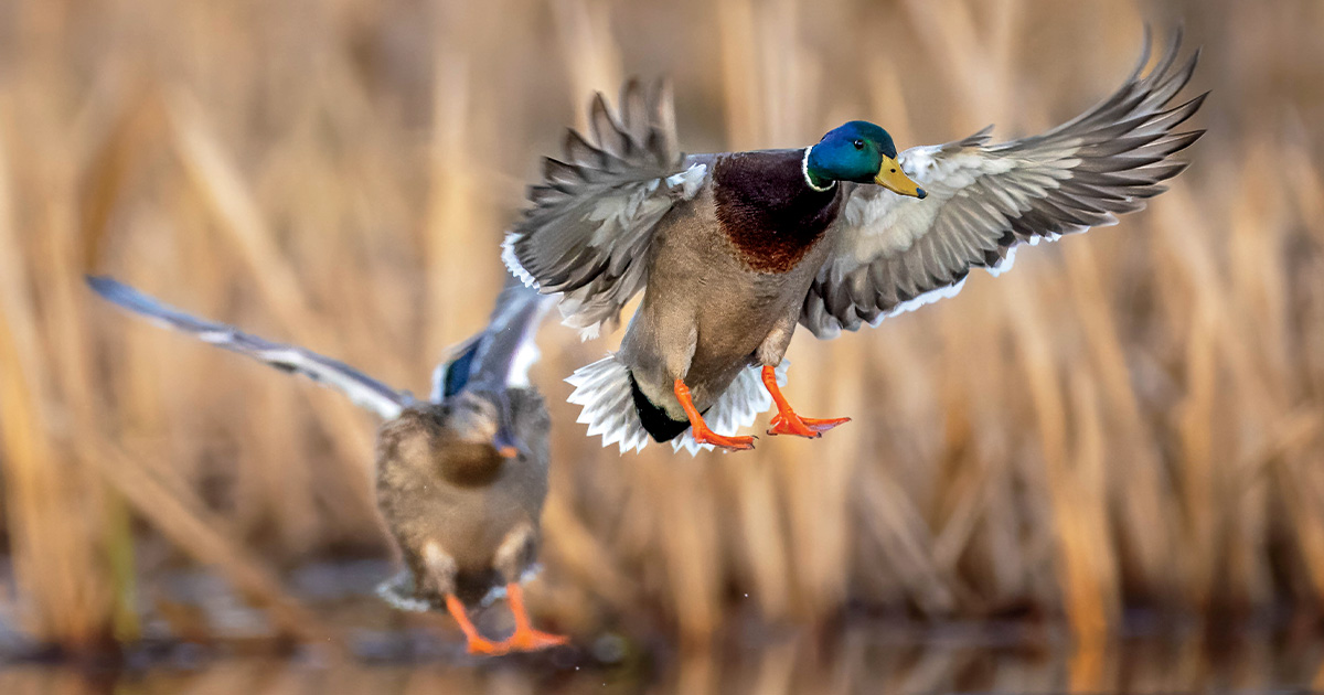 Pair of mallards flying. Photo by Garrett Derr