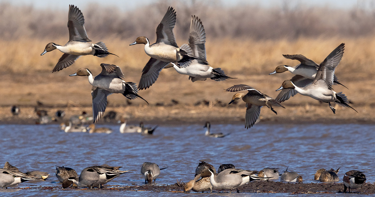 Image for Ducks Unlimited's 2025 Annual Report