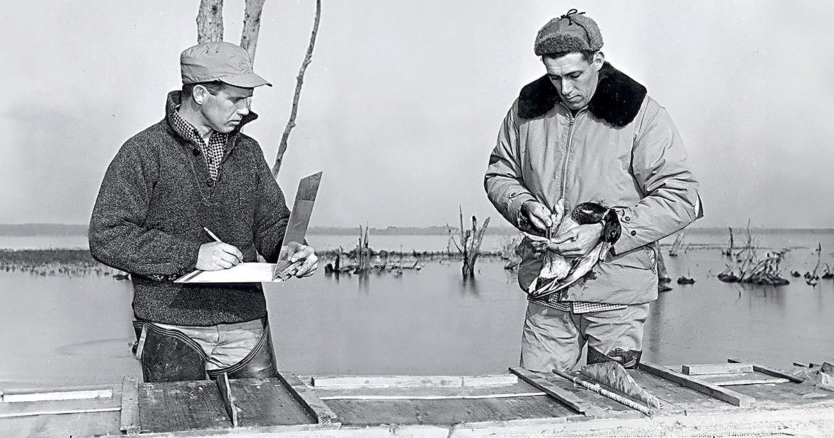 Frank Bellrose (right) and James S. Jordan band a mallard in 1948 as part of their ongoing studies of waterfowl along the Illinois River. Photo Courtesy of Forbes Biological Station