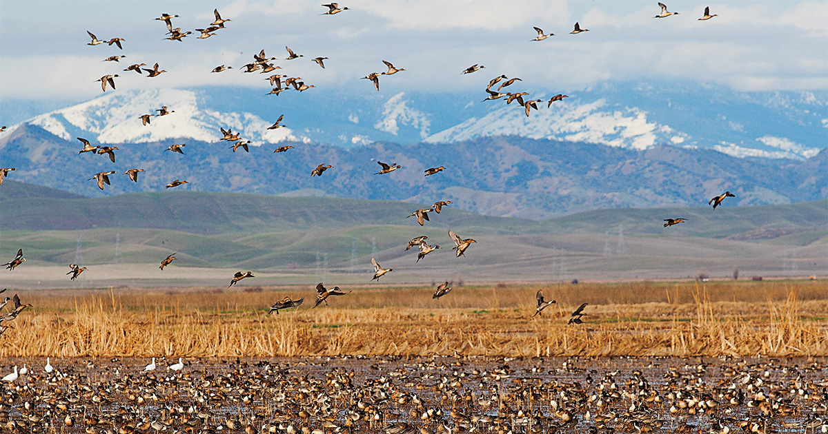 Flock of waterfowl over moist soil. Photo by Michael Peters