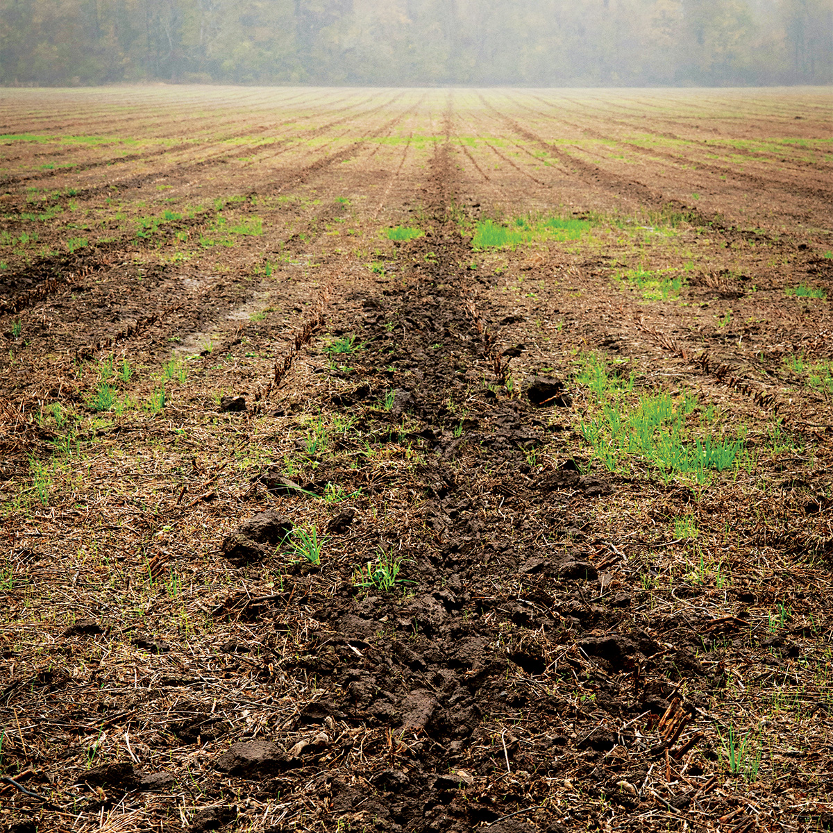 Planted trees. Photo by Rory Doyle