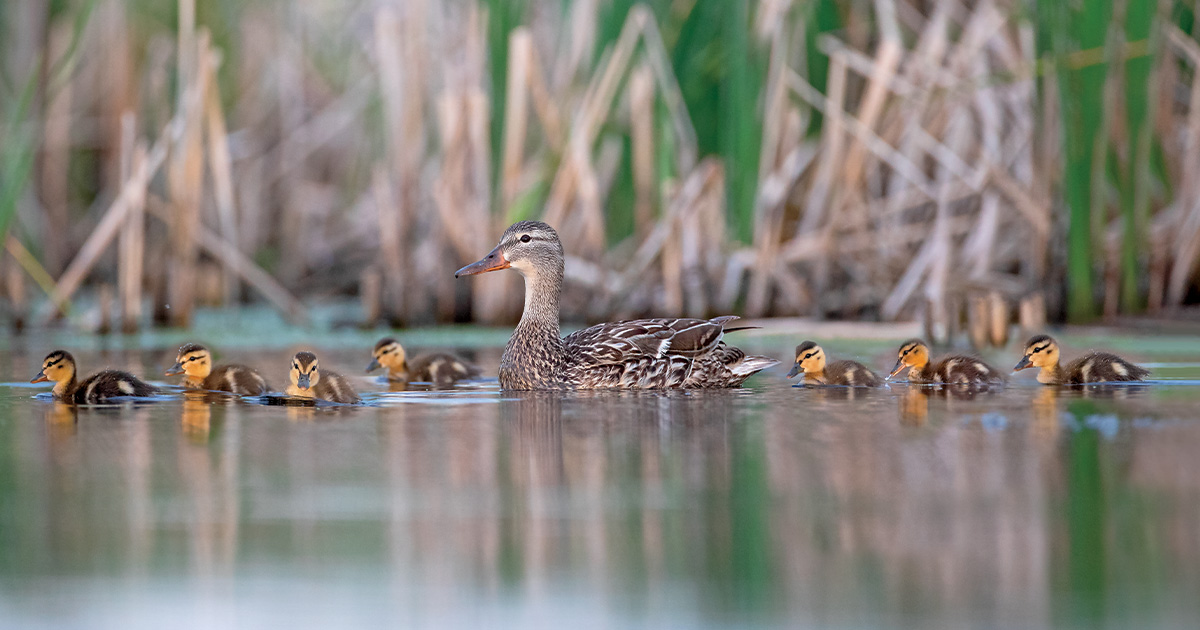 Image for Rebuilding a Legacy