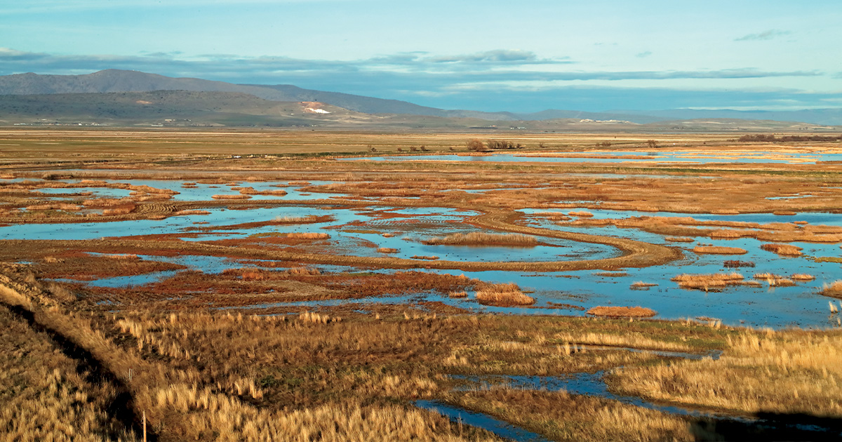 Wetland. Photo by Gary Kramer