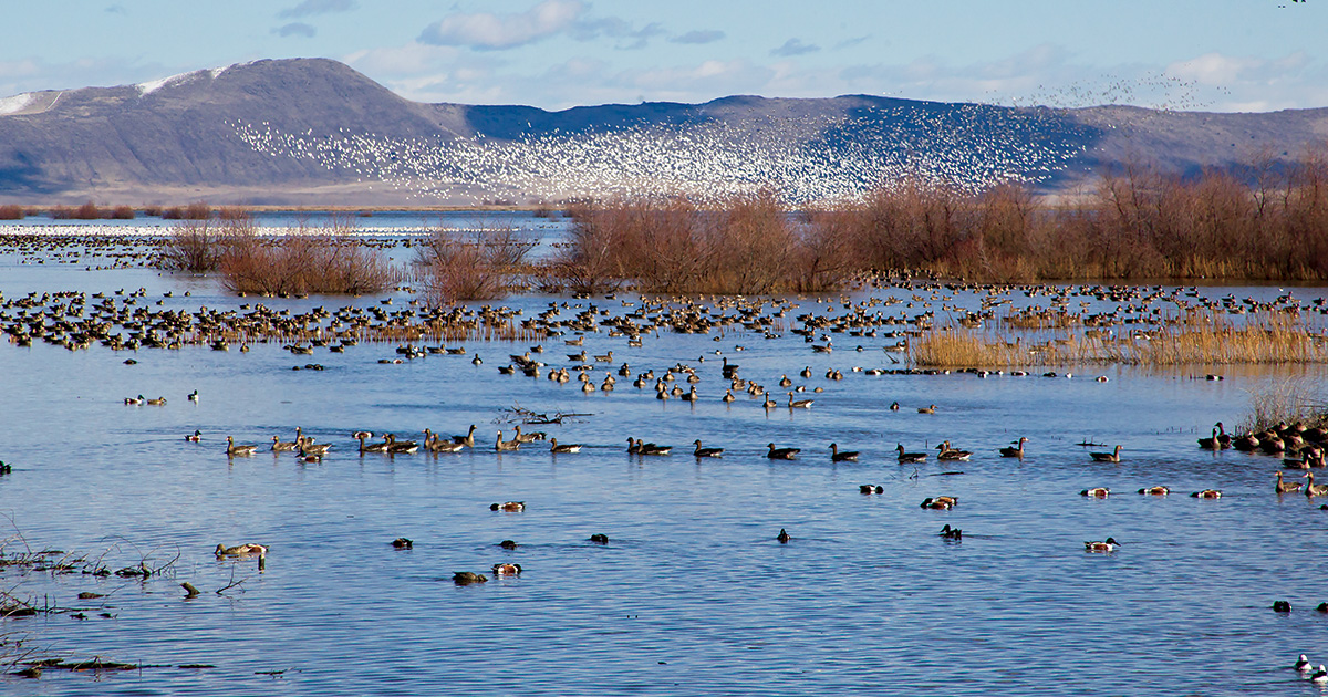 This Land is Your Land