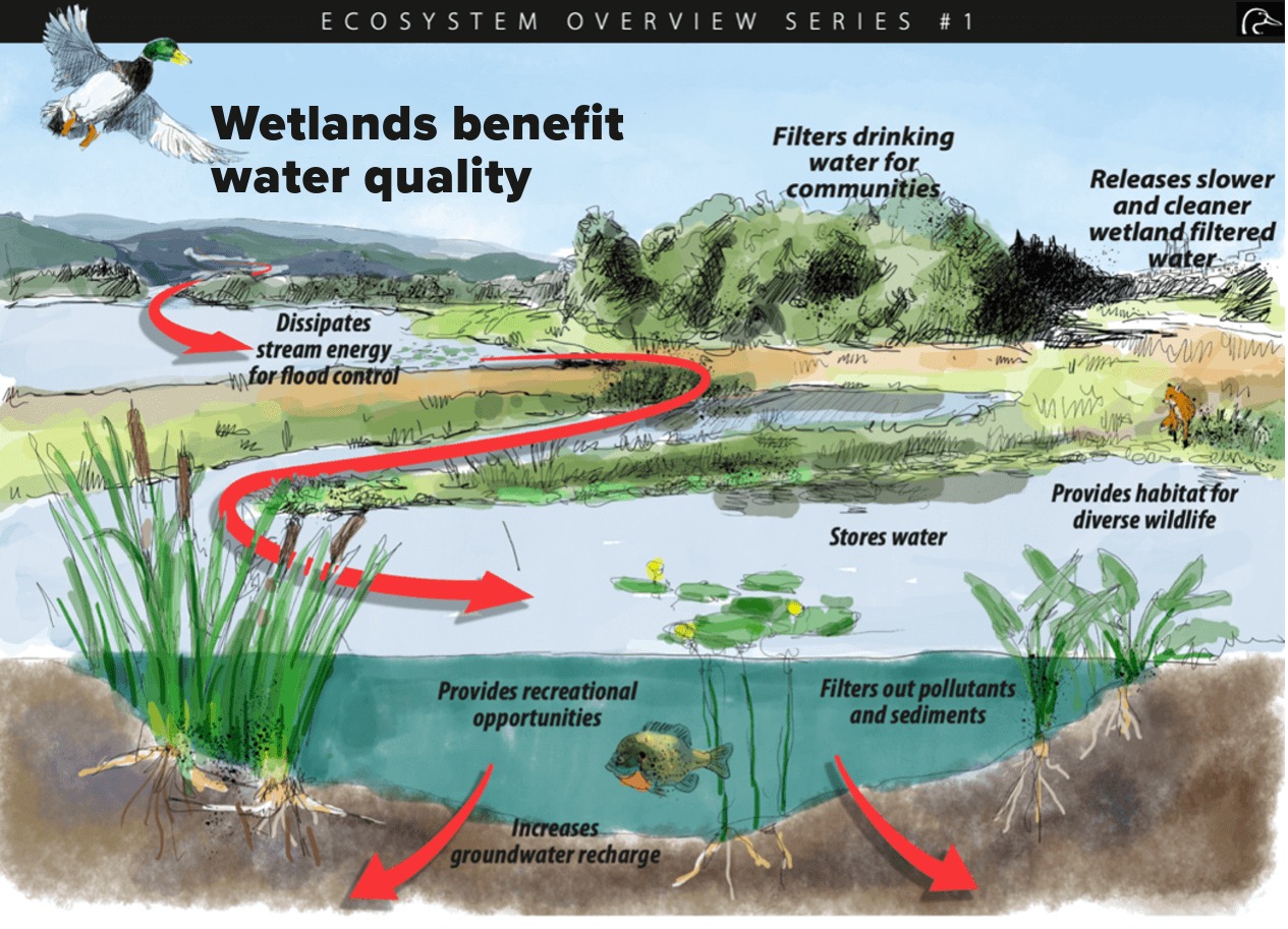 wetlands.jpg