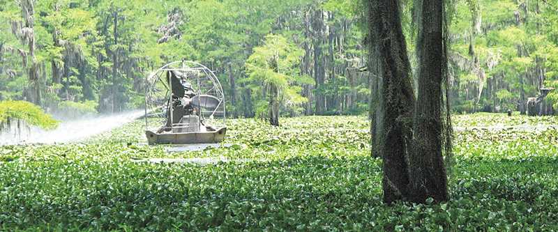 Canada geese purple flowers