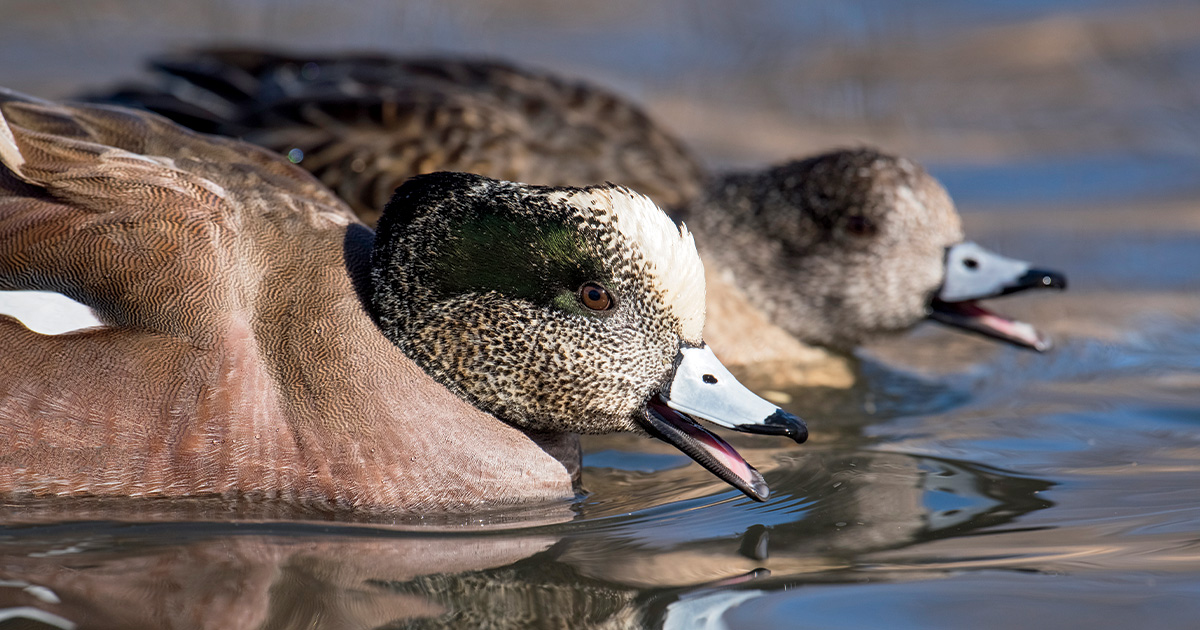 American wigeon pair. Photo by DavidStimac.com