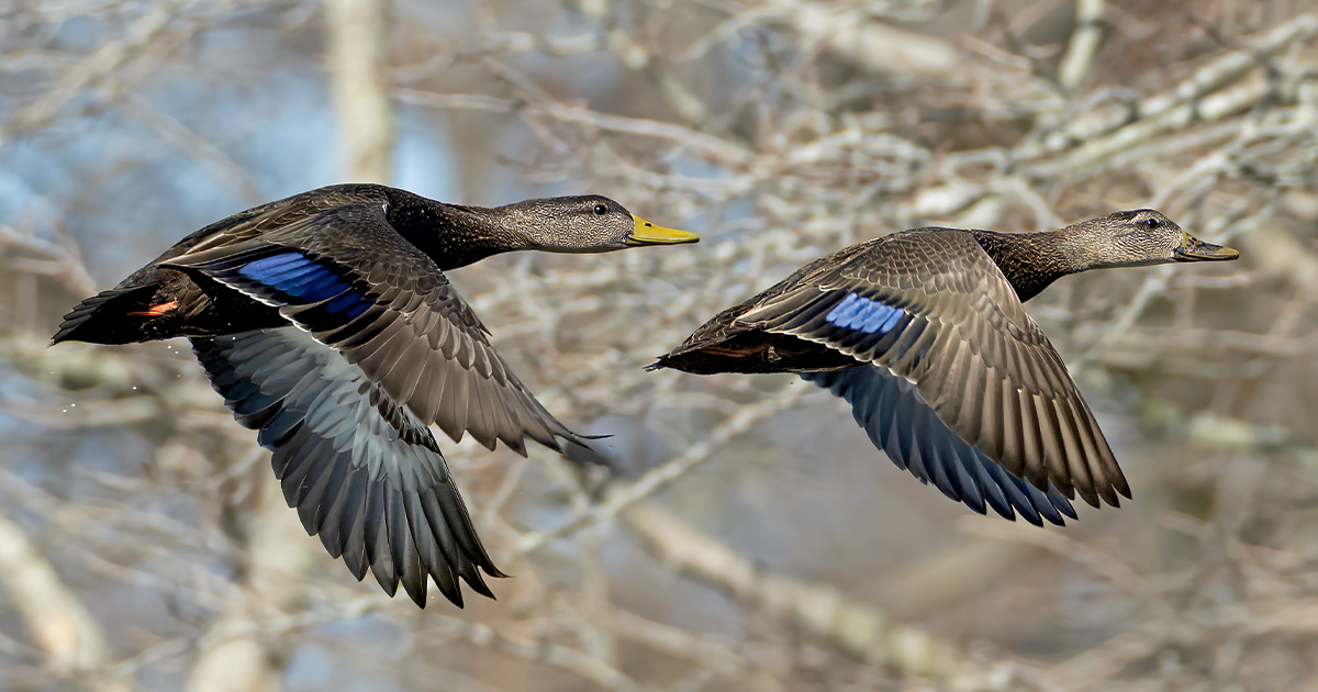 Pair of American black ducks. Photo by GaryKramer.net