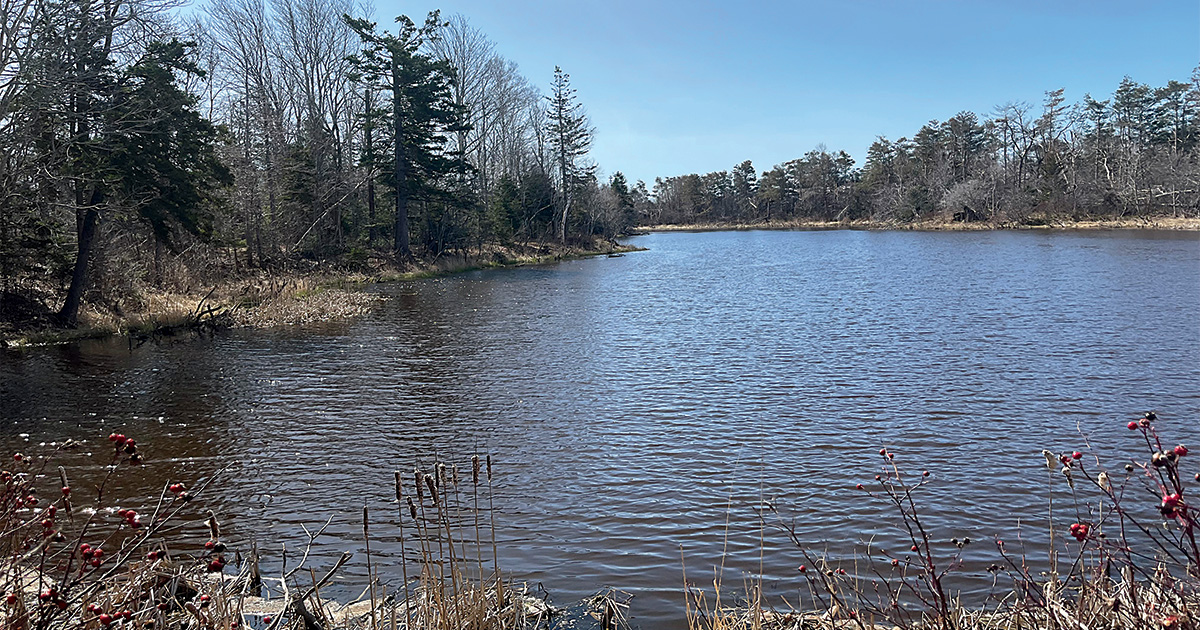 Atlantic Canada wetland. Photo by Ducks Unlimited Canada