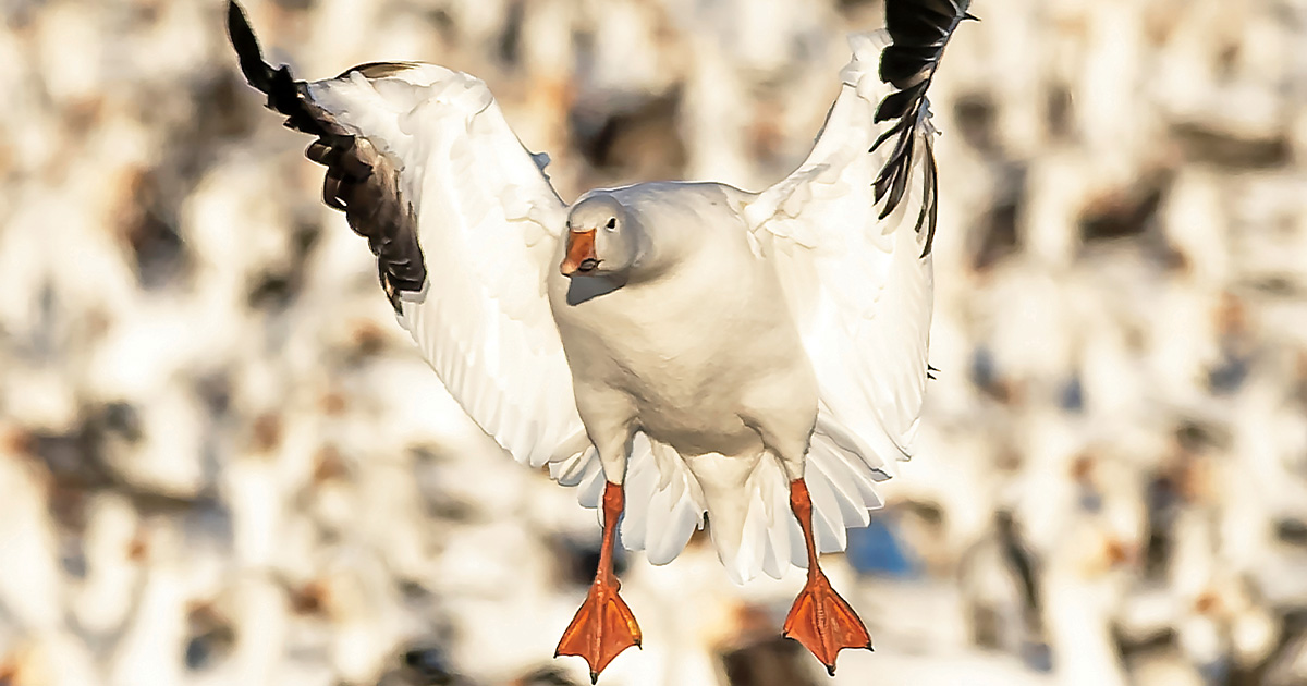 Snow goose coming in. Photo by GarrettDerrPhotography.com