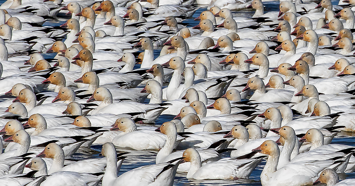 Flock of snow geese loafing on wetland. Photo by Scott Fink