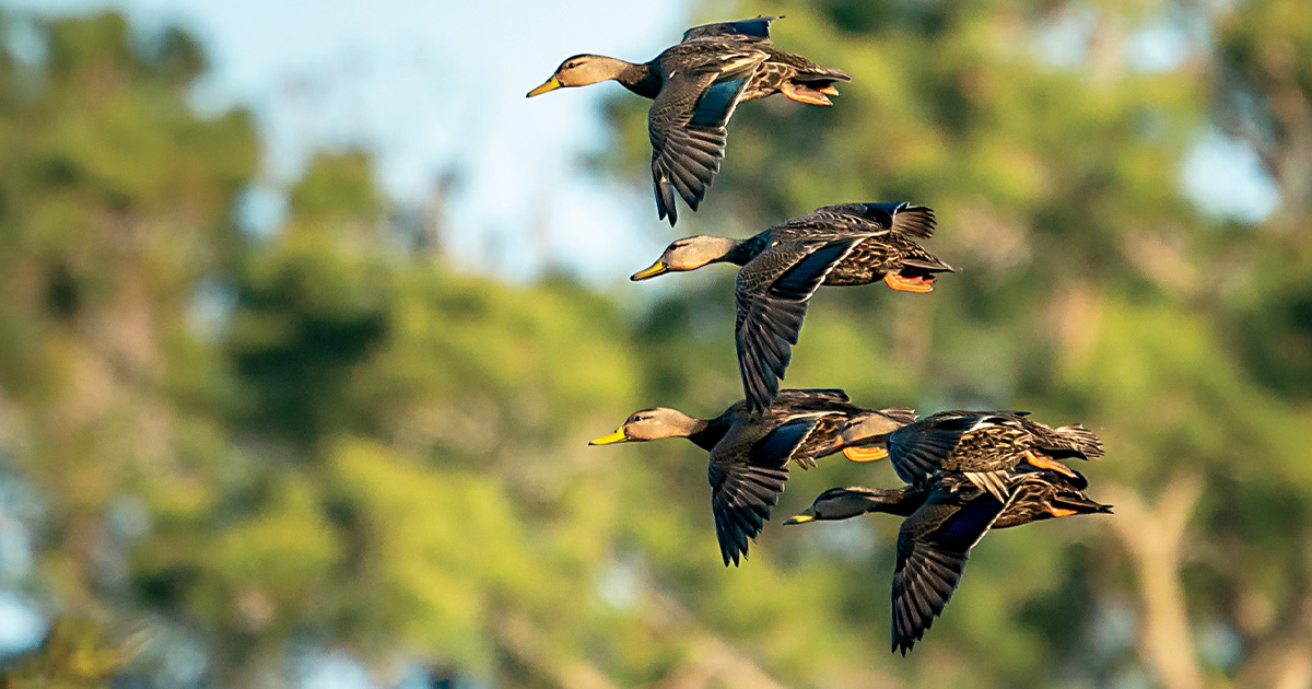 Flock of flying mottled ducks. Photo by George Douglas