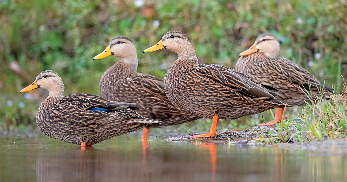 Two pairs of mottled ducks. Photo by GaryKramer.net