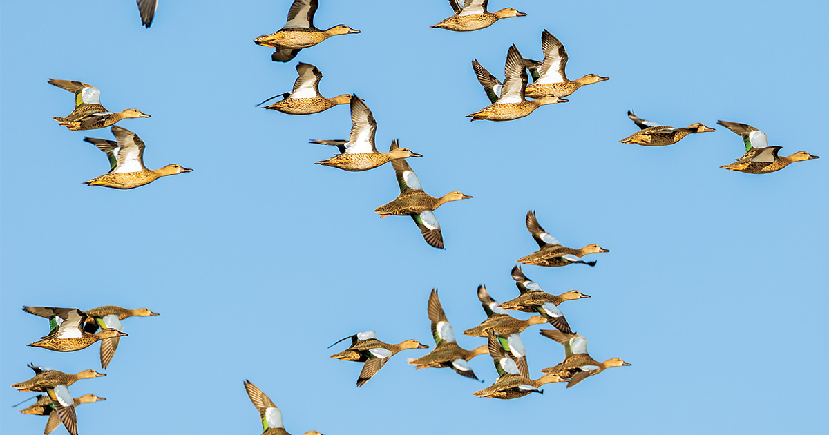 Blue-winged teal flying. Photo by ChuckandGraceBartlett.com.jpg
