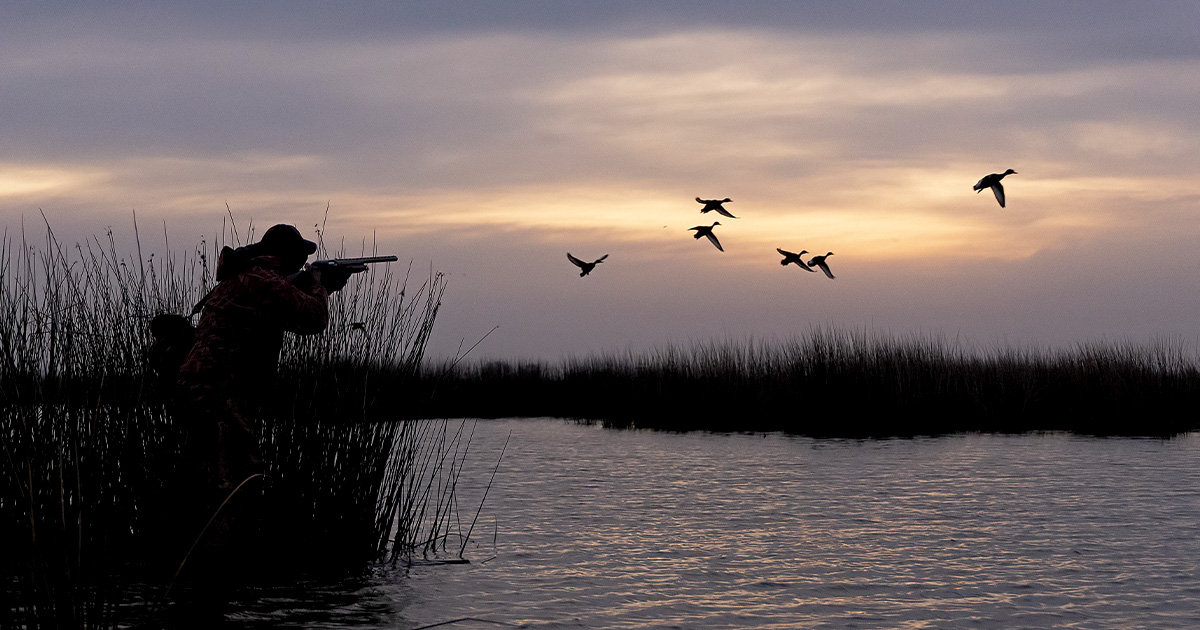 Duck hunter locked on flock of ducks during a duck hunt. Photo by GaryKramer.net.jpg