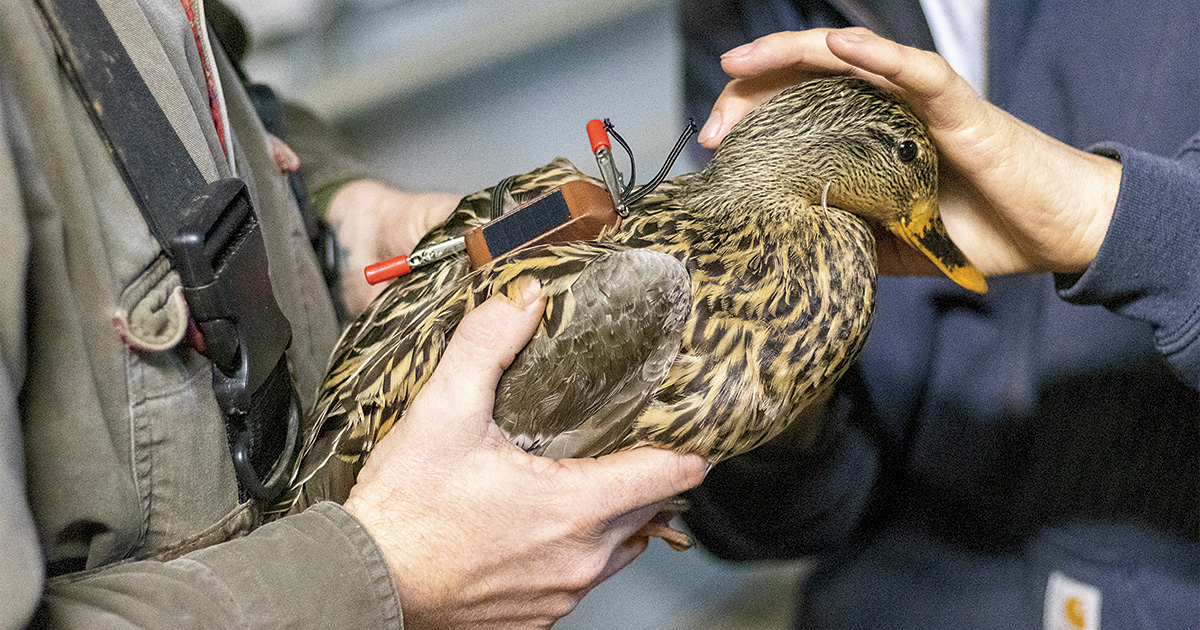 Hen mallard with transmitter. Photo by Blake Fisher/RNTCalls.com