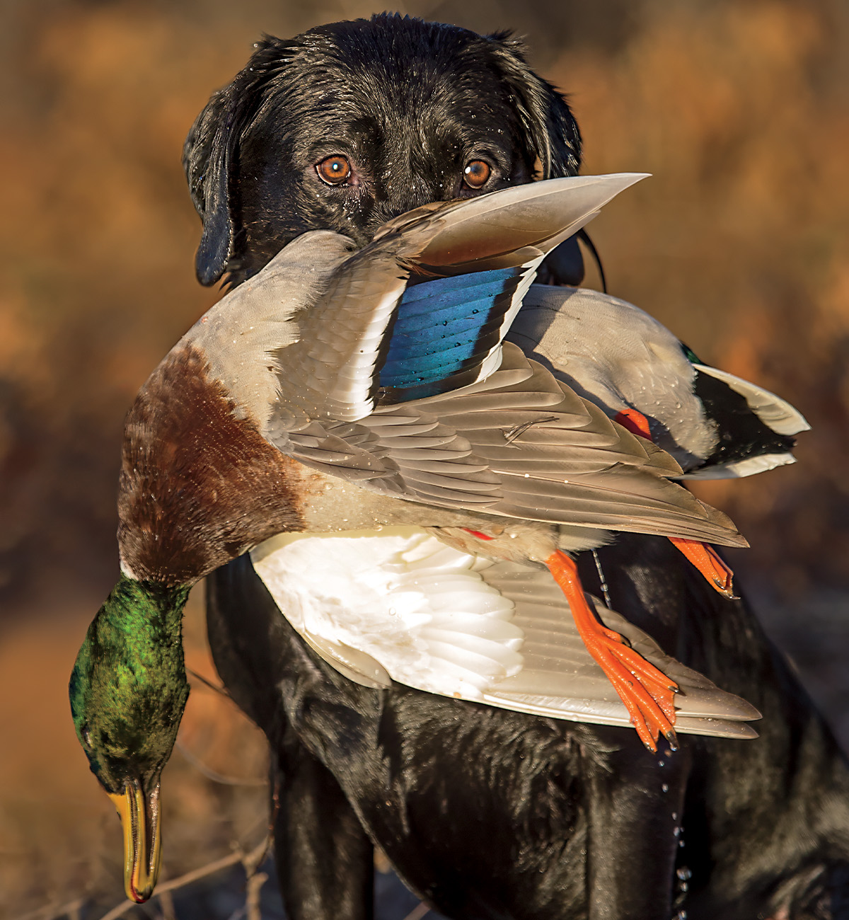 Labrador retriever with harvest drake mallard. Photo by Jett Moore